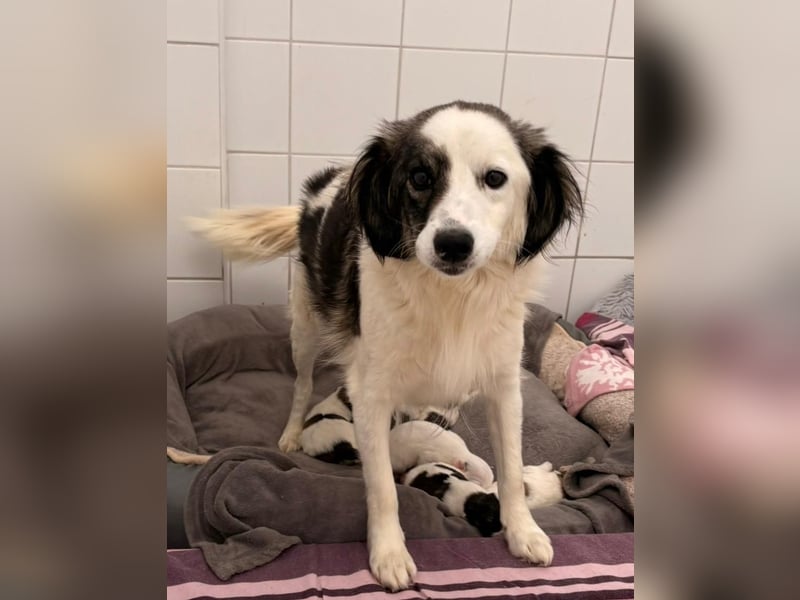 Elfie Mischlingshündin 4 Monate alt in 41751 Viersen