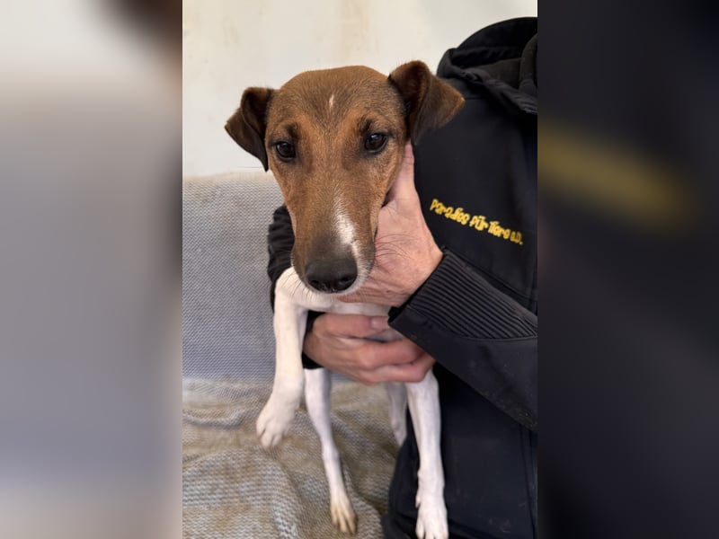 Stella Foxterriermischling Hündin ca. 3 Jahre alt in Ungarn
