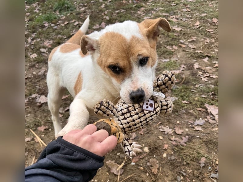 Dante Mischlingsrüde ca. 6 Monate alt in Ungarn