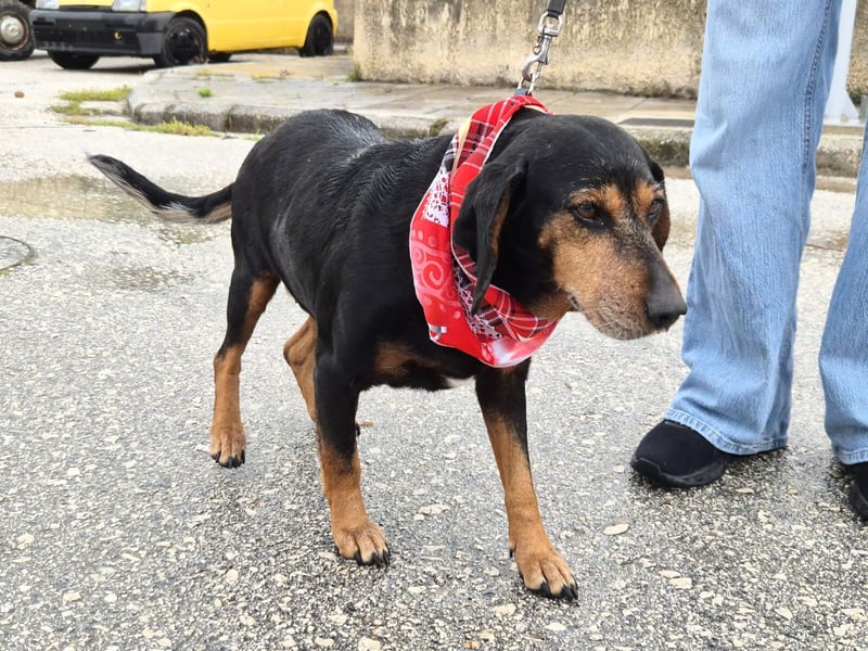 Trudi Mischlingshündin ca. 10 Jahre alt in Griechenland