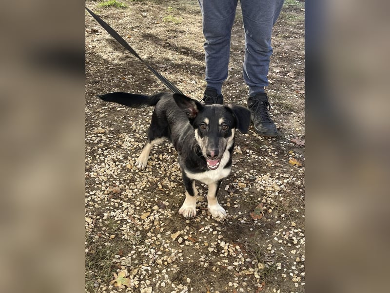 Tico kleiner Mischlingsrüde ca. 2,5 Jahre alt in Ungarn