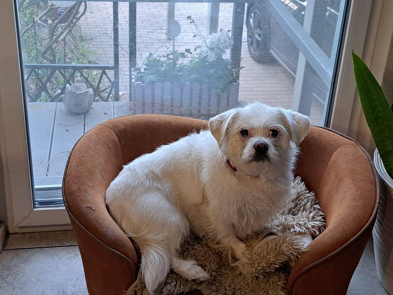 Susy kleine Mischlingshündin ca. 4 - 6 Jahre alt in 97318 Kitzingen