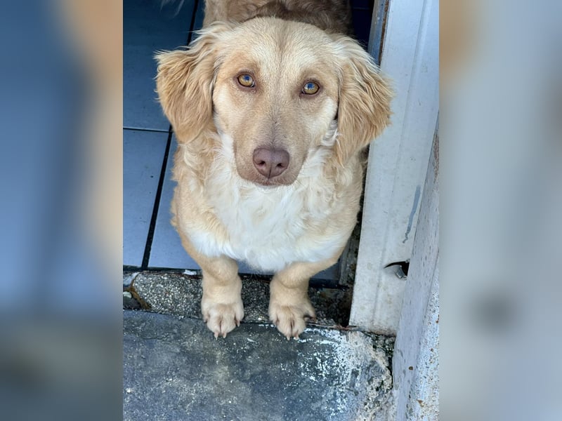 Wilma Kokonimischling Hündin ca. 1 Jahr alt in Griechenland