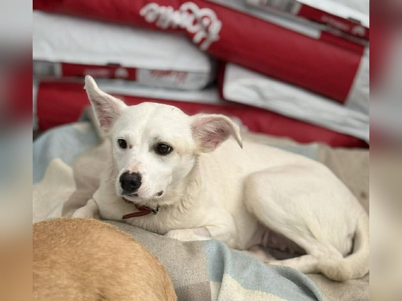 Bianca Mischlingshündin ca. 2 Jahre alt in Griechenland