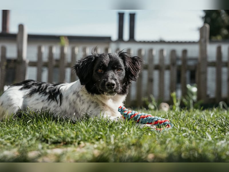 Anton Kokonimix Rüde ca. 8 Monate alt in 41751 Viersen