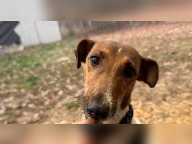 Stella Foxterriermischling Hündin ca. 3 Jahre alt in Ungarn