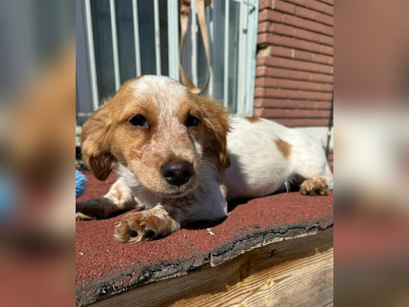 Mia Kokonimix Hündin ca. 4 Monate alt in Griechenland