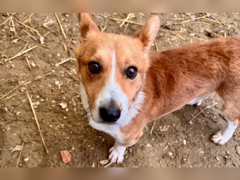 Cody Corgimischling Rüde ca. 4,5 Jahre alt in Ungarn