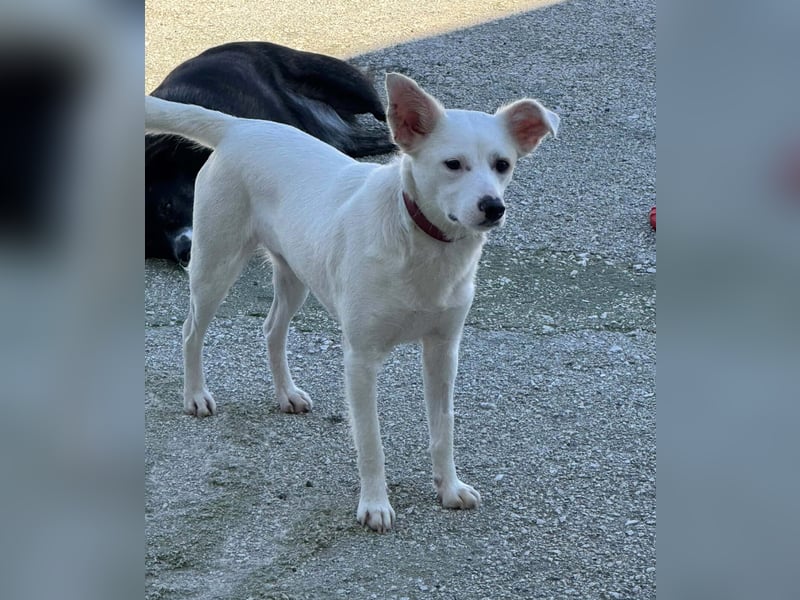 Bianca Mischlingshündin ca. 2 Jahre alt in Griechenland