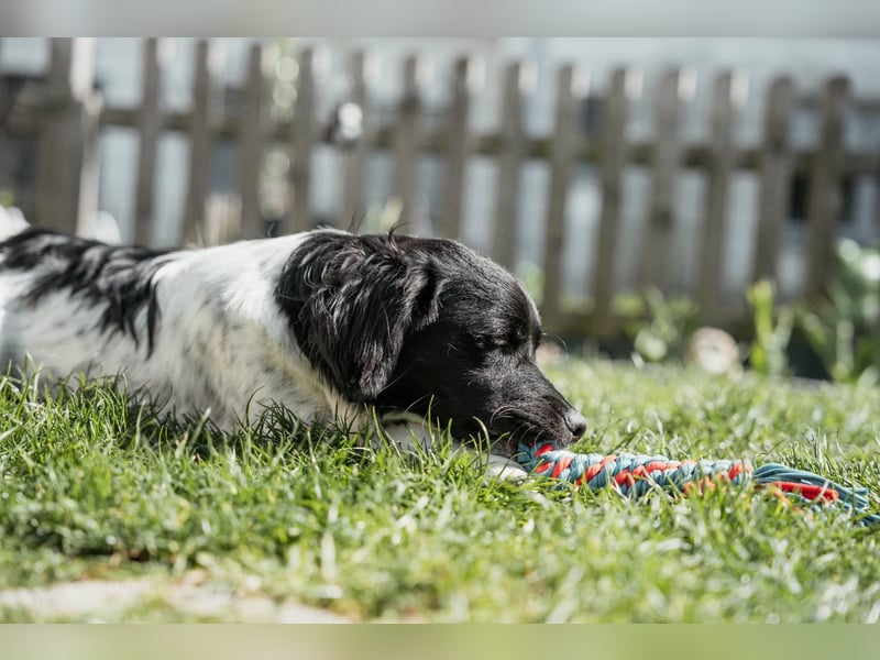 Anton Kokonimix Rüde ca. 8 Monate alt in 41751 Viersen