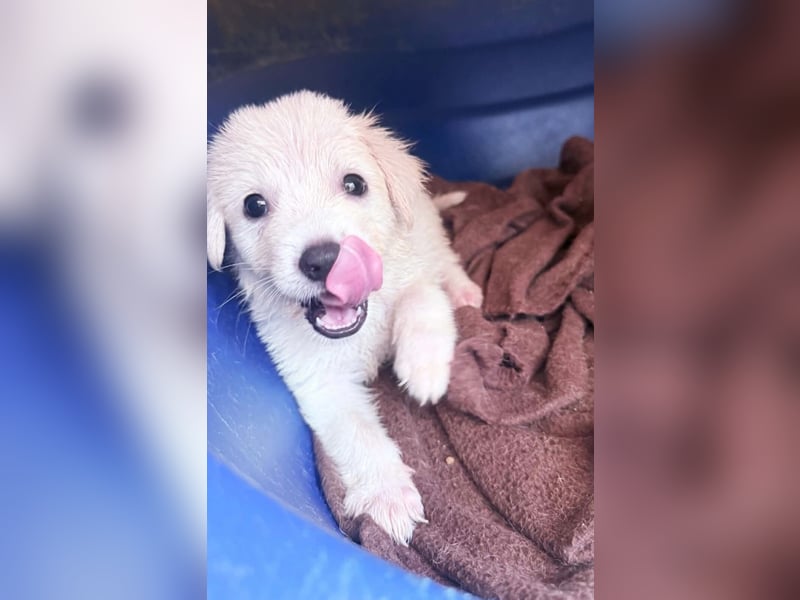 Nala Mischlingshündin ca. 2,5 Monate alt in Griechenland