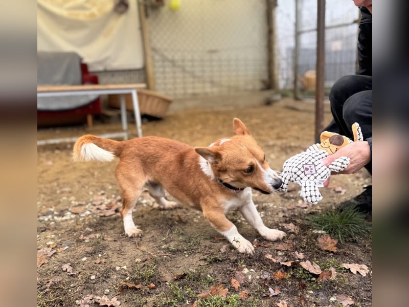 Cody Corgimischling Rüde ca. 4,5 Jahre alt in Ungarn