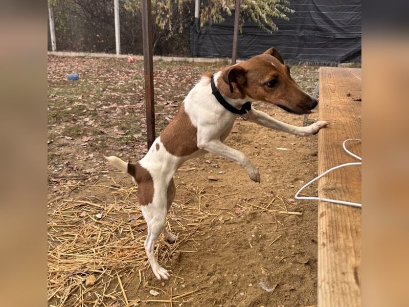 Stella Foxterriermischling Hündin ca. 3 Jahre alt in Ungarn