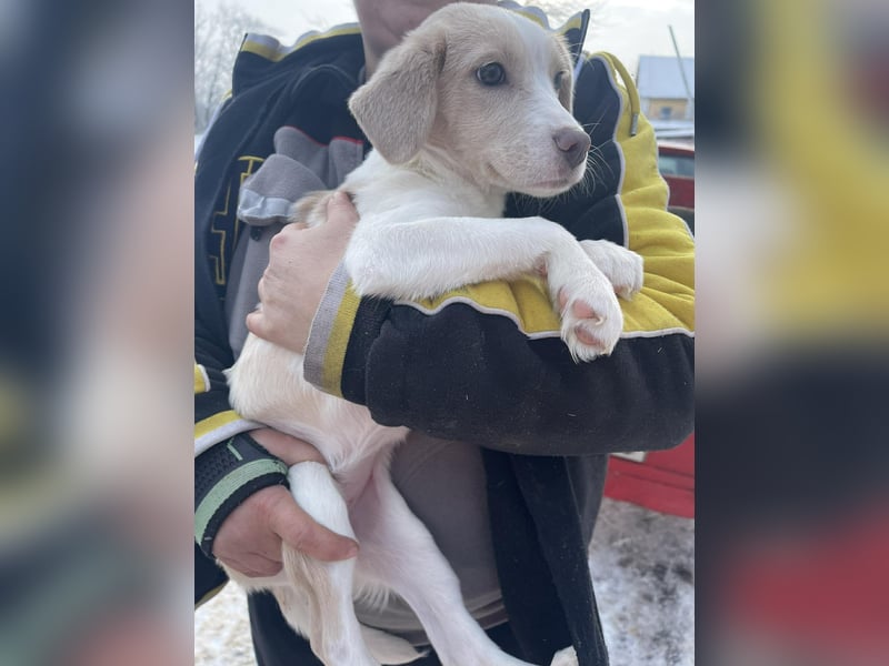 Rea Mischlingshündin ca. 6 Monate alt in 72667 Schlaitdorf