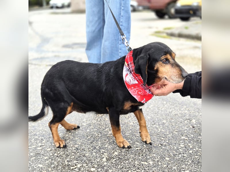 Trudi Mischlingshündin ca. 10 Jahre alt in Griechenland