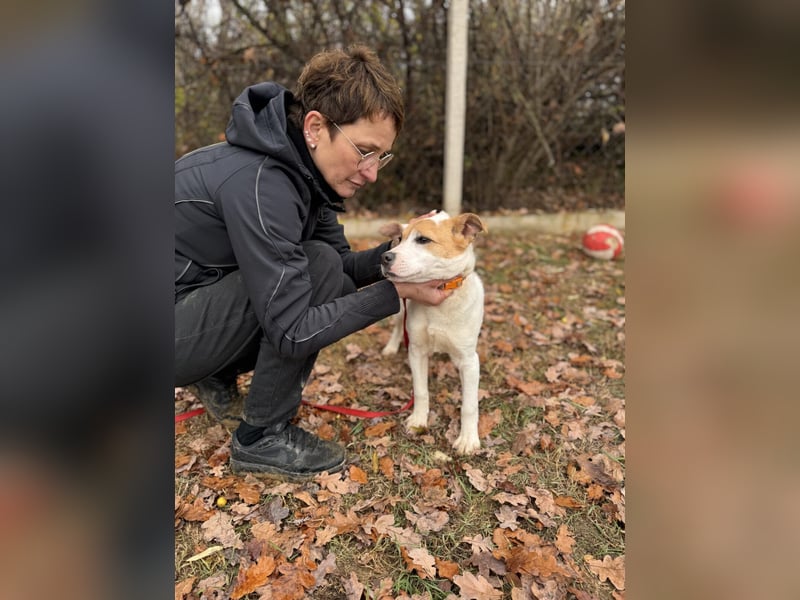 Dante Mischlingsrüde ca. 6 Monate alt in Ungarn