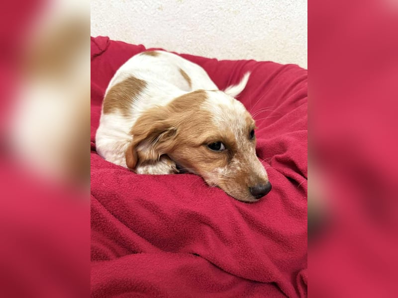 Mia Kokonimix Hündin ca. 4 Monate alt in Griechenland