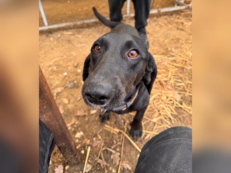 Toto Dackelmix Rüde Ca. 3 Jahre alt in Ungarn