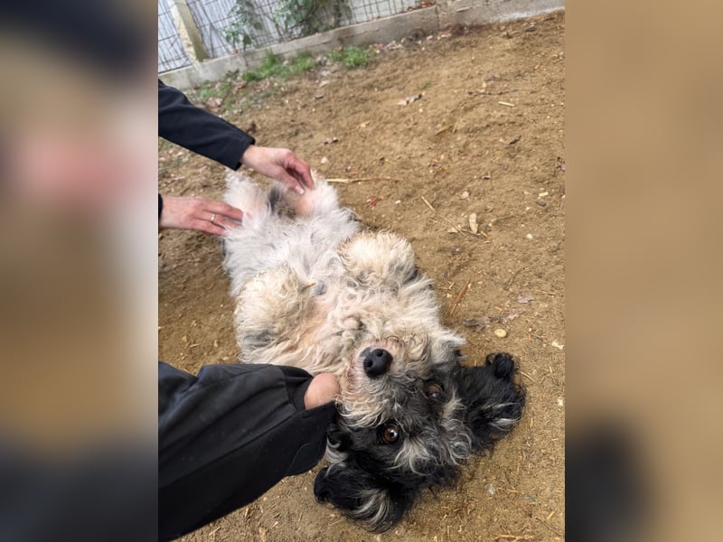 Füge kleiner Mischlingsrüde ca. 1 Jahr alt in Ungarn