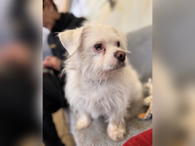 Susy kleine Mischlingshündin ca. 4 - 6 Jahre alt in 97318 Kitzingen