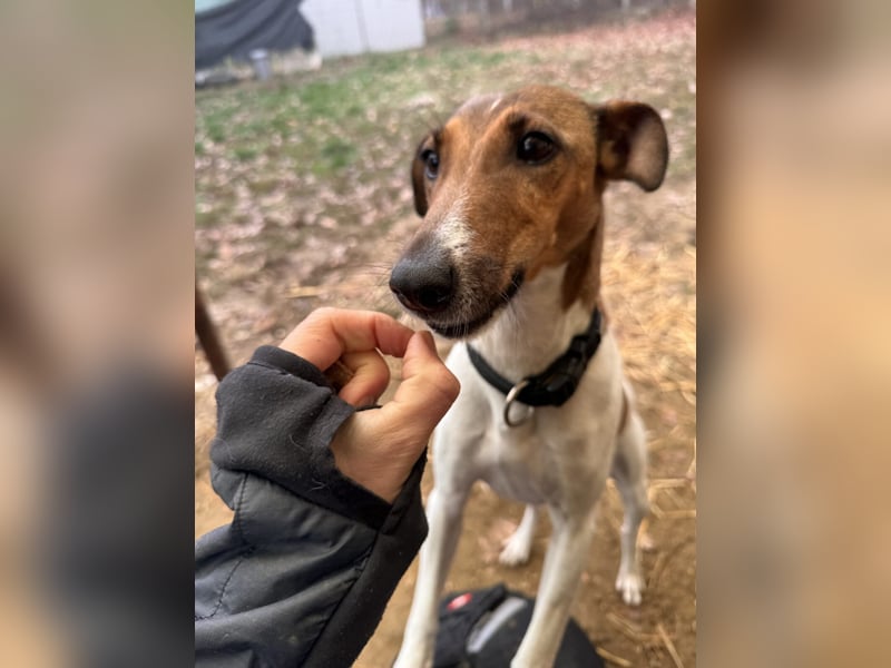 Stella Foxterriermischling Hündin ca. 3 Jahre alt in Ungarn