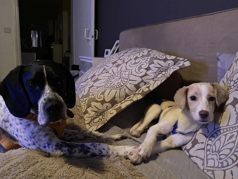 Rea Mischlingshündin ca. 6 Monate alt in 72667 Schlaitdorf