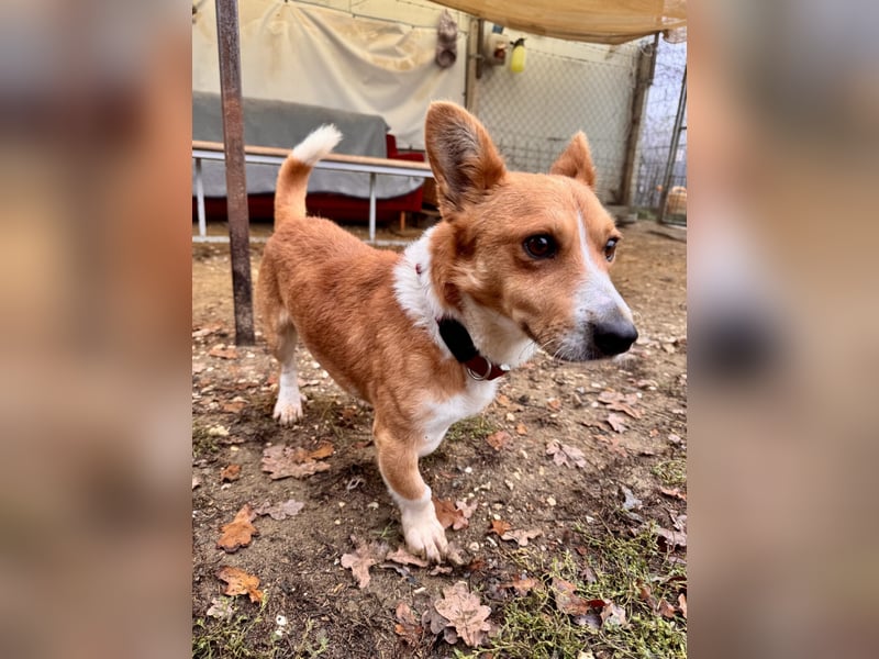 Cody Corgimischling Rüde ca. 4,5 Jahre alt in Ungarn