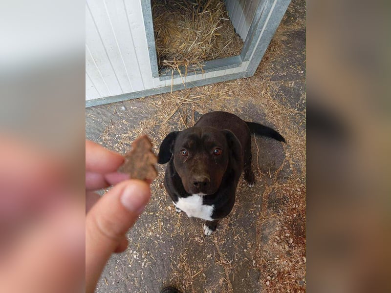 Dolly Mischlingshündin ca. 4,5 Jahre alt in Ungarn