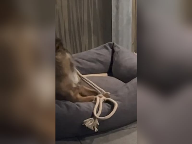 Mila sucht verständnisvolles zuhause befindet sich in 49584 Fürstenau