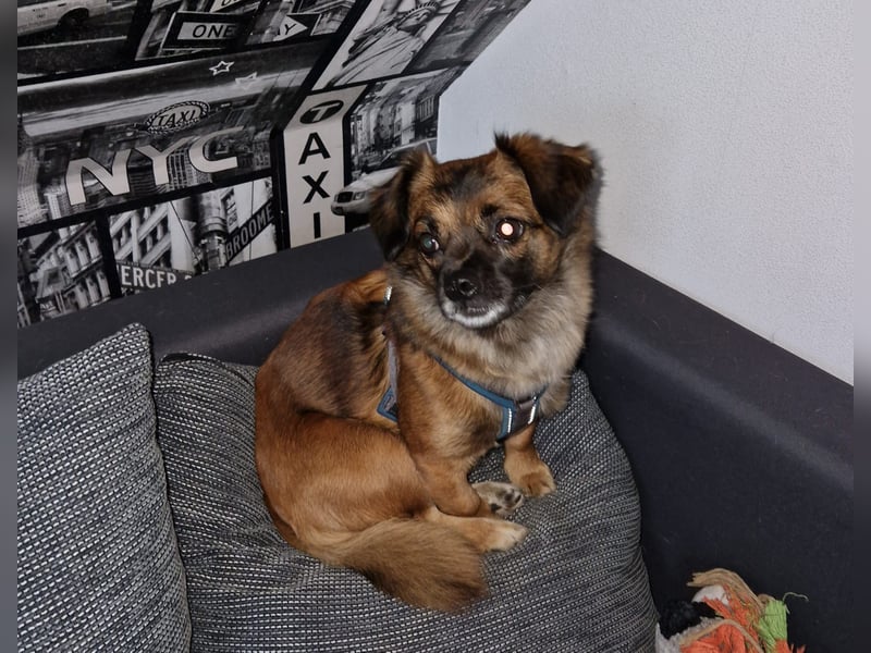 Mila sucht verständnisvolles zuhause befindet sich in 49584 Fürstenau