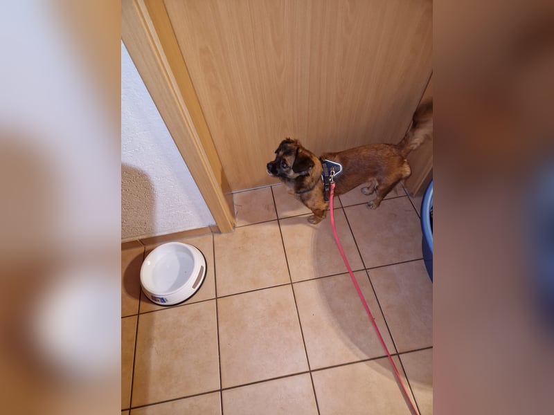 Mila sucht verständnisvolles zuhause befindet sich in 49584 Fürstenau