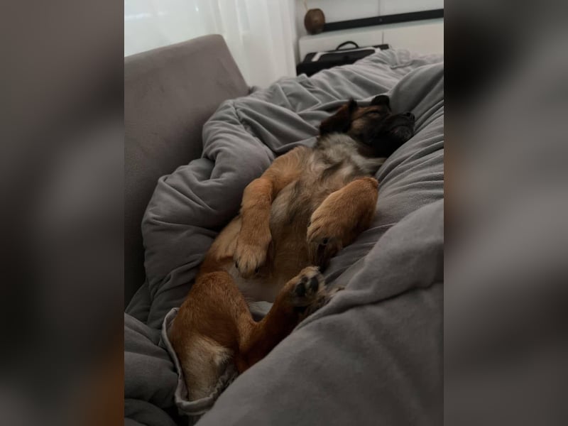 Mila sucht verständnisvolles zuhause befindet sich in 49584 Fürstenau