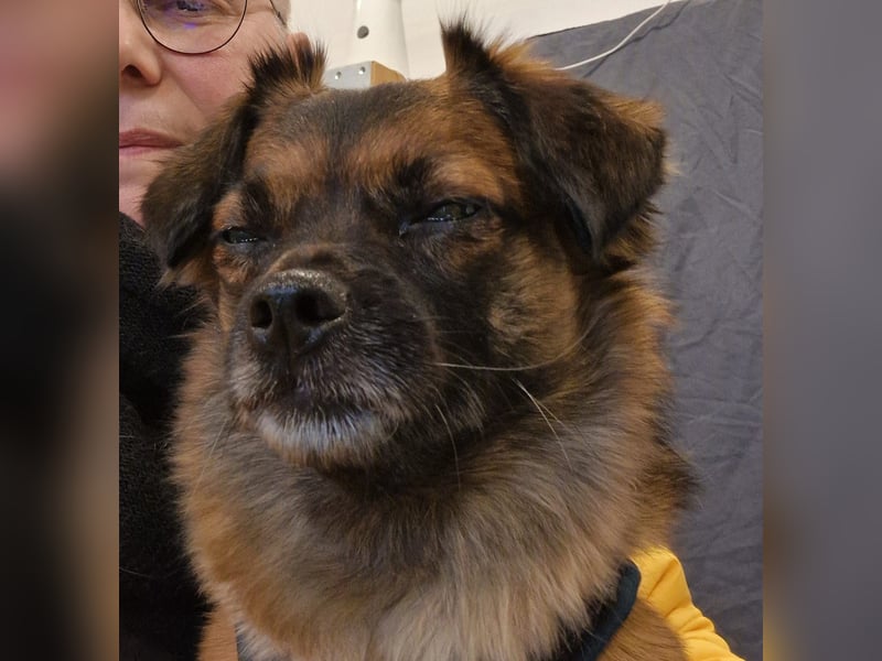 Mila sucht verständnisvolles zuhause befindet sich in 49584 Fürstenau