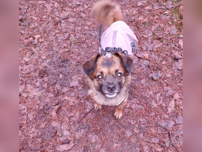 Mila sucht verständnisvolles zuhause befindet sich in 49584 Fürstenau