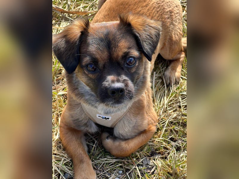 Mila sucht verständnisvolles zuhause befindet sich in 49584 Fürstenau