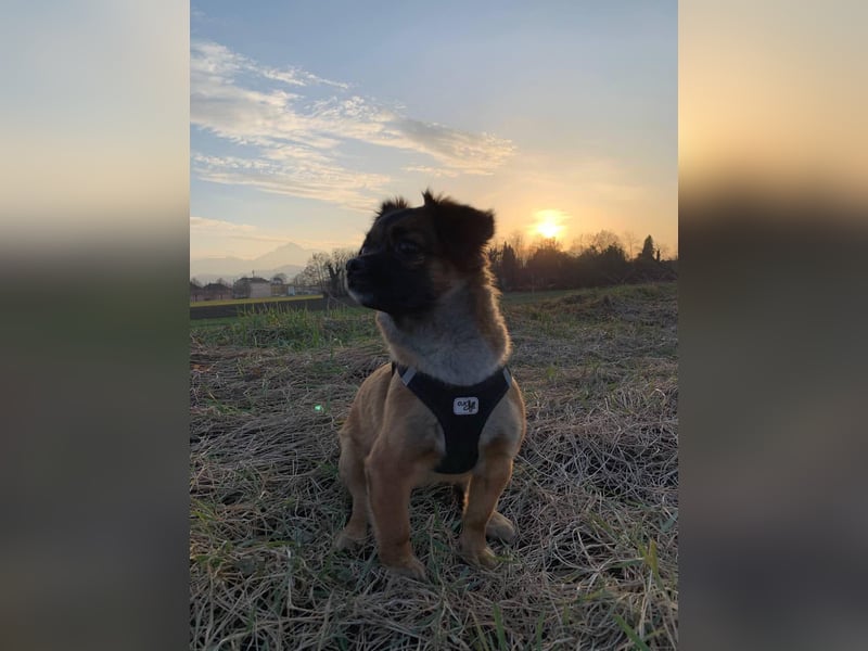 Mila sucht verständnisvolles zuhause befindet sich in 49584 Fürstenau