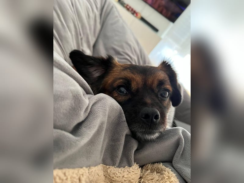 Mila sucht verständnisvolles zuhause befindet sich in 49584 Fürstenau