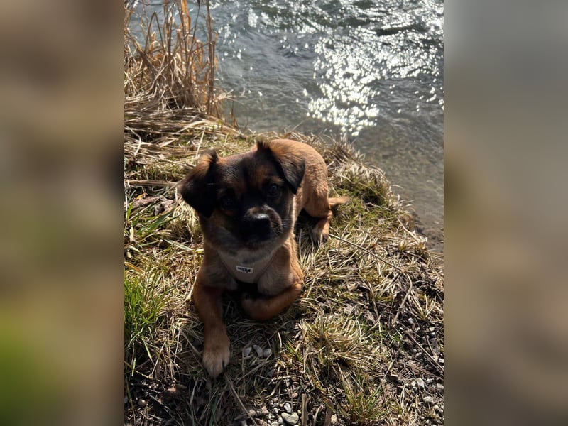 Mila sucht verständnisvolles zuhause befindet sich in 49584 Fürstenau