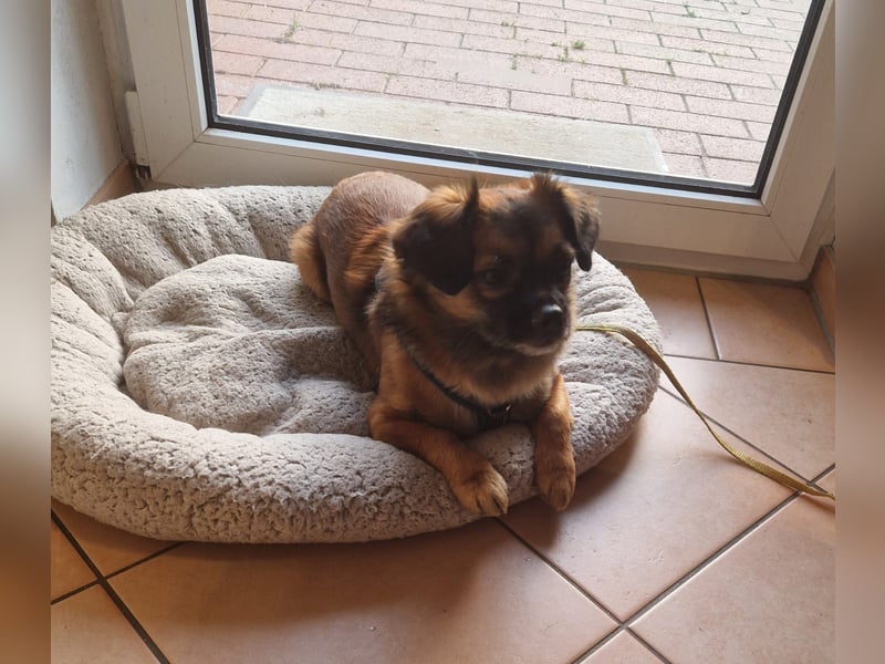 Mila sucht verständnisvolles zuhause befindet sich in 49584 Fürstenau