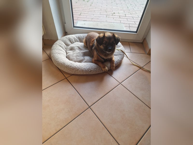 Mila sucht verständnisvolles zuhause befindet sich in 49584 Fürstenau