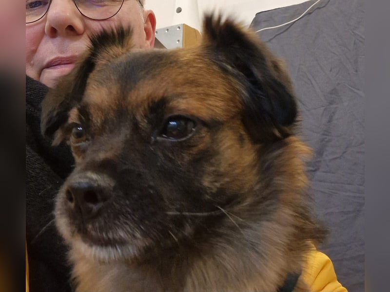 Mila sucht verständnisvolles zuhause befindet sich in 49584 Fürstenau