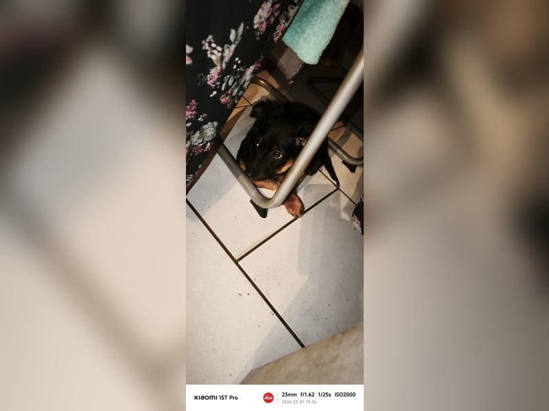 Kleine Maus sucht ein neues Zuhause