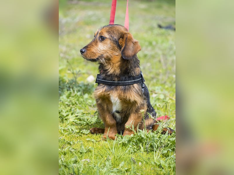 Bajusz - vorsichtig, aktiv