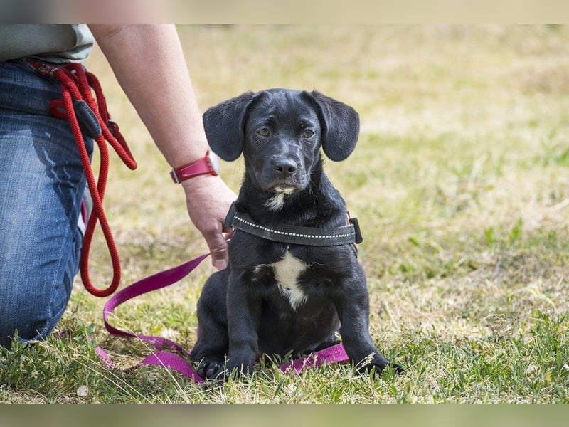 Bubba SI - verspielt, offen 