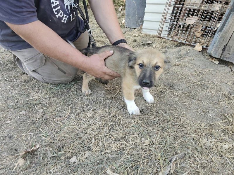 Bijou, geboren 15.06.2026, 29cm sucht ihr für immer Zuhause