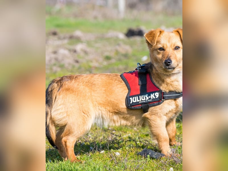 Csiperke SI - lieb, aktiv