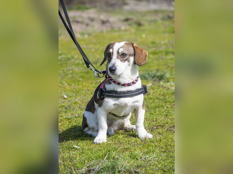 Manci SI - misstrauisch, noch scheu