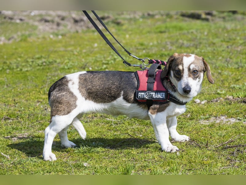 Manci SI - misstrauisch, noch scheu