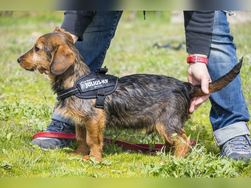 Bajusz - vorsichtig, aktiv