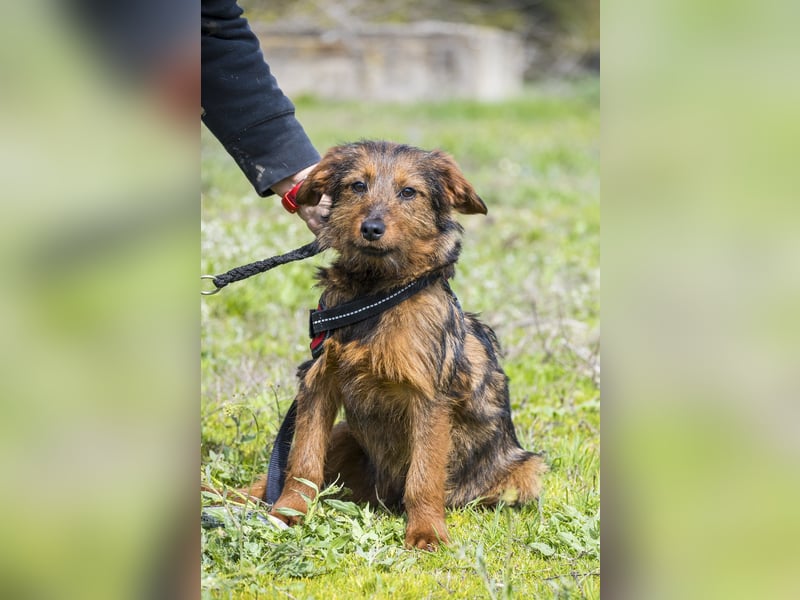 Szakall SI - vorsichtig, aktiv